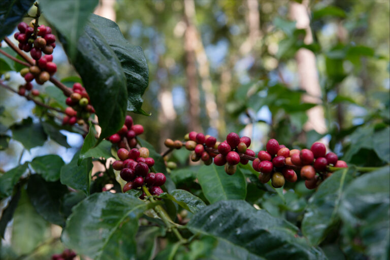 Coffee picking at Java Rain Resorts
